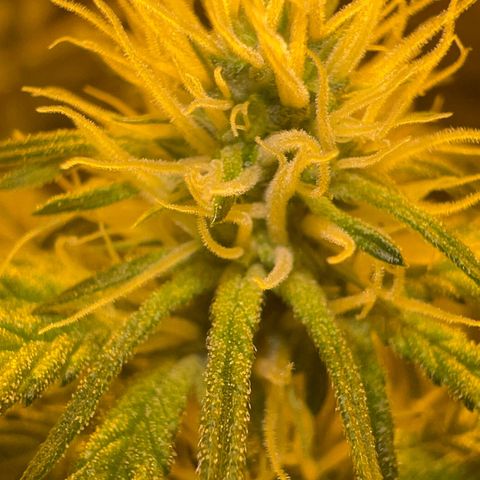 Biscotti growlog timeline photo