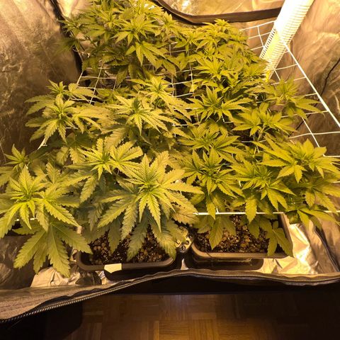 Biscotti growlog timeline photo