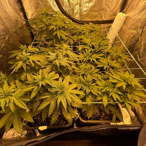 Biscotti growlog timeline photo