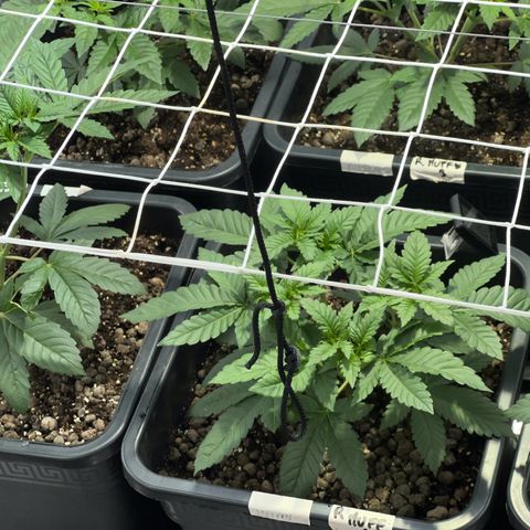 Biscotti growlog timeline photo