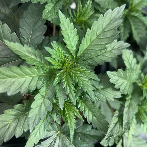 Biscotti growlog timeline photo