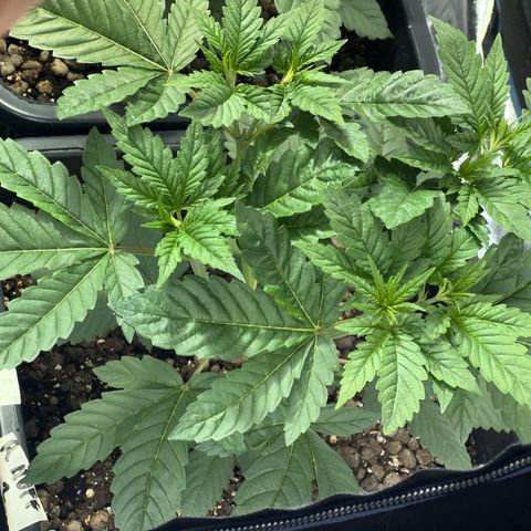 Biscotti growlog timeline photo