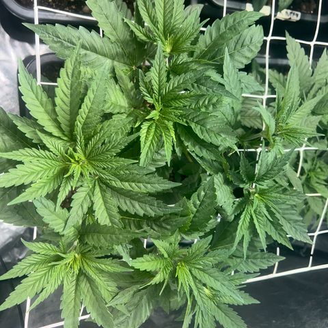 Biscotti growlog timeline photo