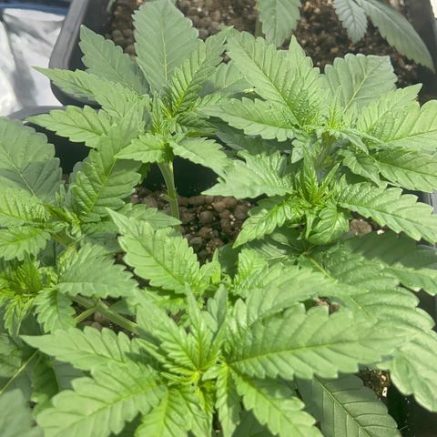 Biscotti growlog timeline photo