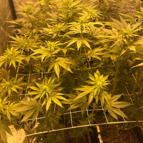 Biscotti growlog timeline photo