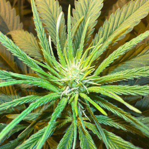 Biscotti growlog timeline photo