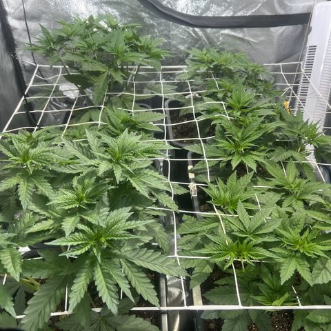 Biscotti growlog timeline photo