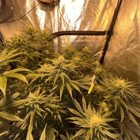 Biscotti growlog timeline photo