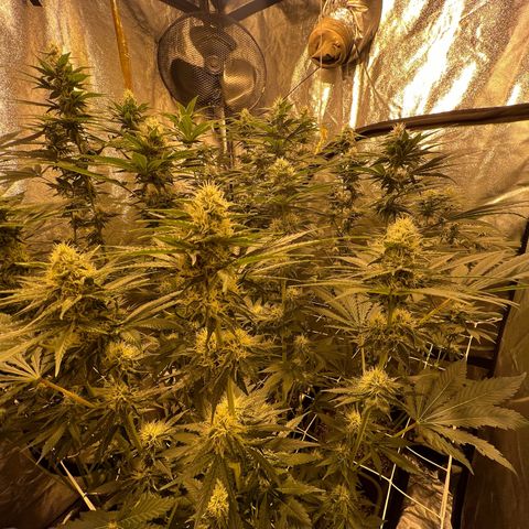 Biscotti growlog timeline photo