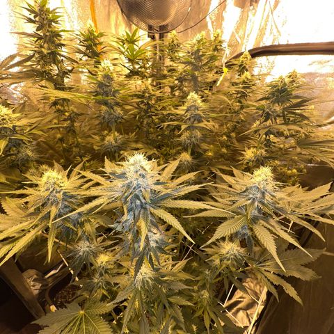Biscotti growlog timeline photo