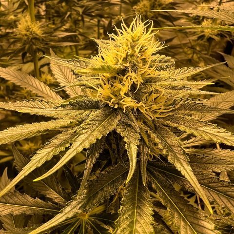 Biscotti growlog timeline photo