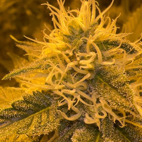 Biscotti growlog timeline photo