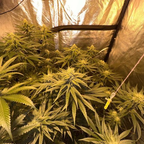 Biscotti growlog timeline photo