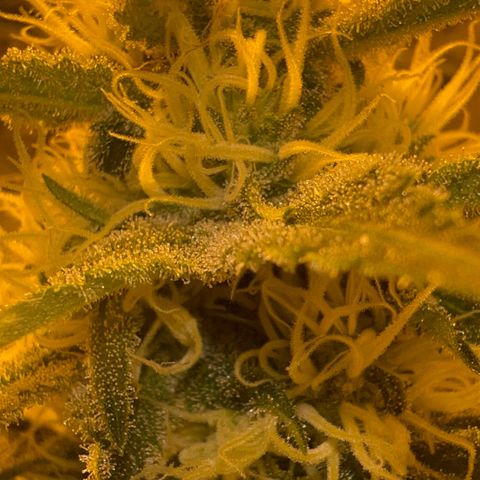 Biscotti growlog timeline photo