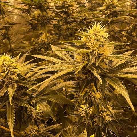 Biscotti growlog timeline photo