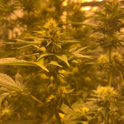 Biscotti growlog timeline photo