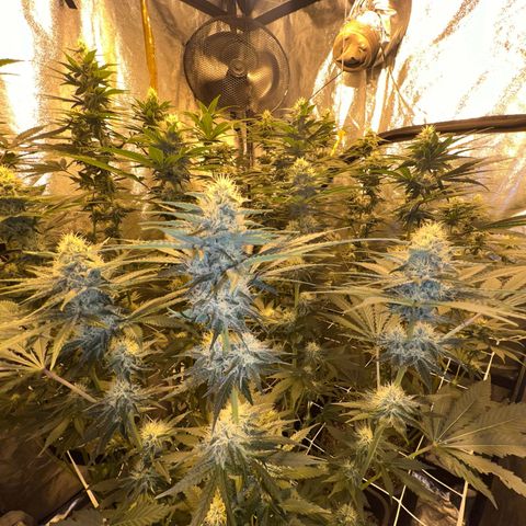 Biscotti growlog timeline photo