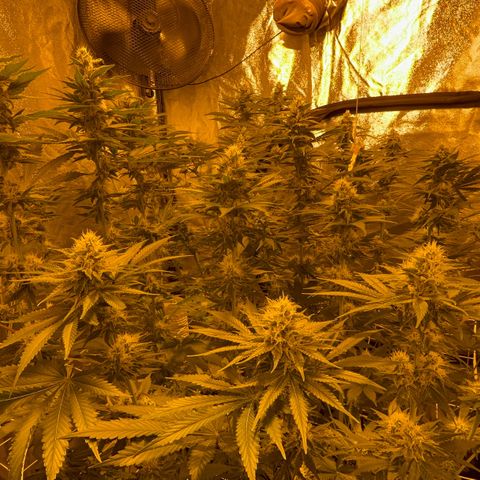Biscotti growlog timeline photo