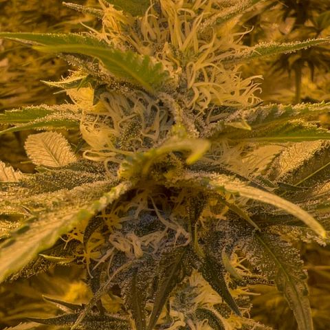 Biscotti growlog timeline photo
