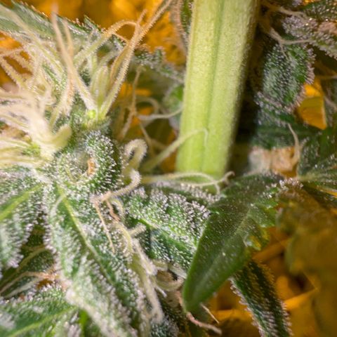 Biscotti growlog timeline photo
