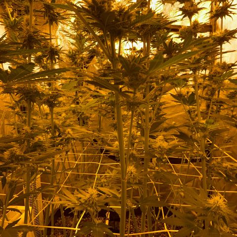 Biscotti growlog timeline photo
