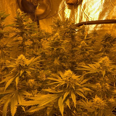 Biscotti growlog timeline photo