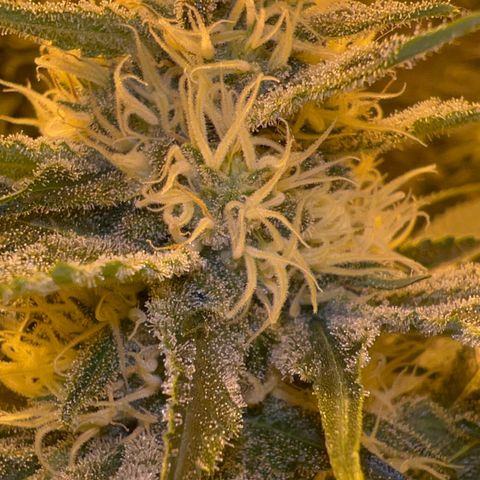 Biscotti growlog timeline photo