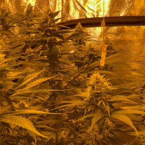 Biscotti growlog timeline photo