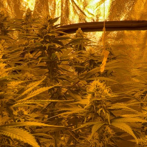 Biscotti growlog timeline photo