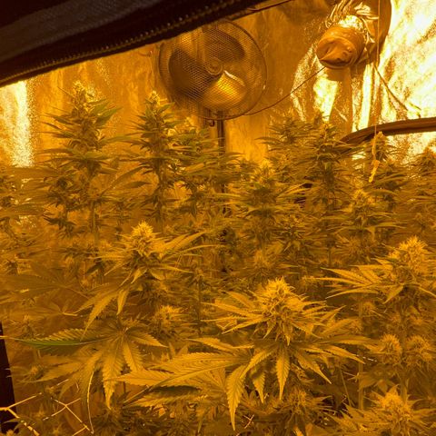Biscotti growlog timeline photo