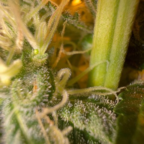 Biscotti growlog timeline photo