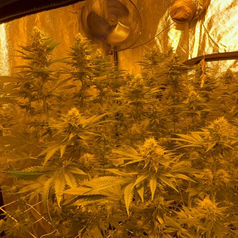 Biscotti growlog timeline photo