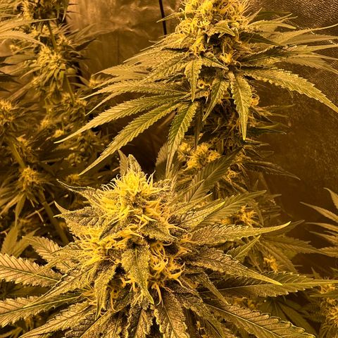 Biscotti growlog timeline photo