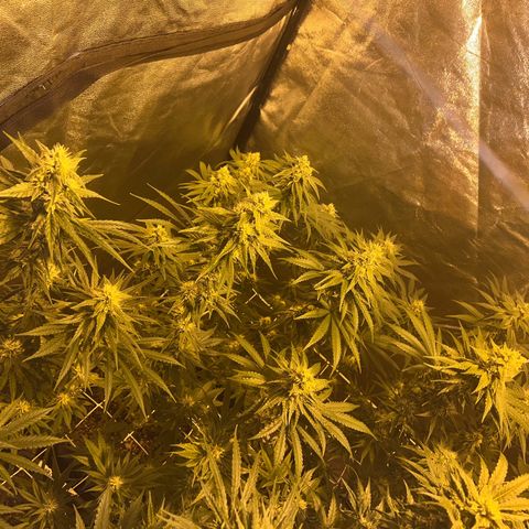 Biscotti growlog timeline photo