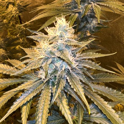 Biscotti growlog timeline photo