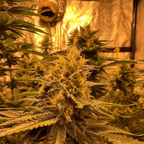 Biscotti growlog timeline photo