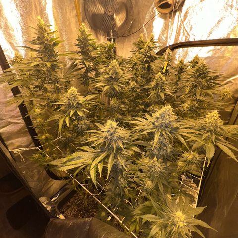 Biscotti growlog timeline photo