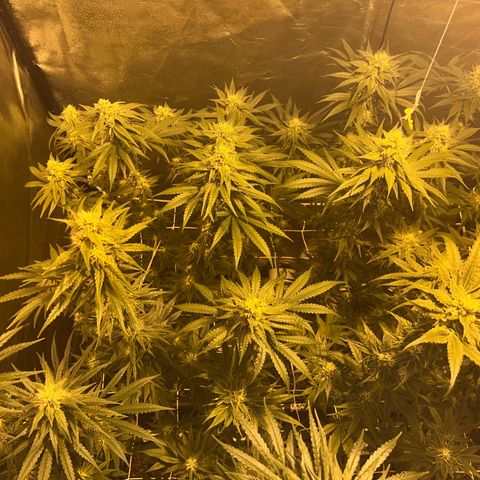 Biscotti growlog timeline photo