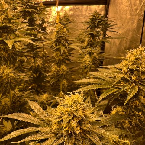 Biscotti growlog timeline photo
