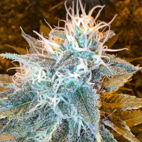 Biscotti growlog timeline photo