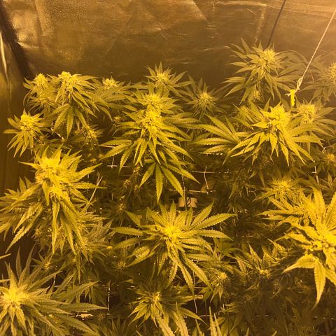 Biscotti growlog timeline photo