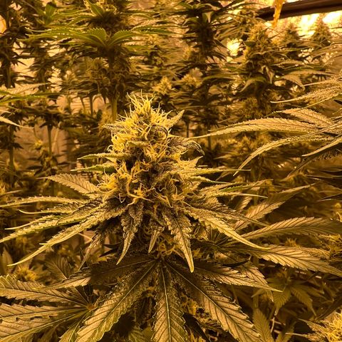 Biscotti growlog timeline photo