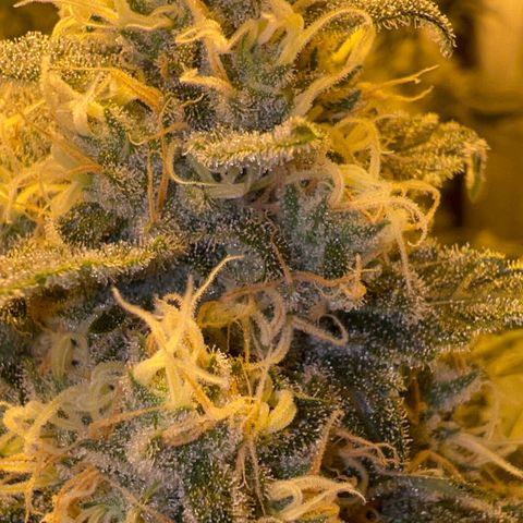 Biscotti growlog timeline photo