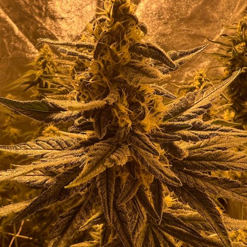 Biscotti growlog timeline photo