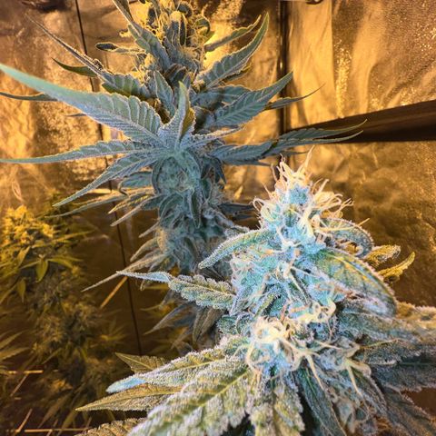 Biscotti growlog timeline photo
