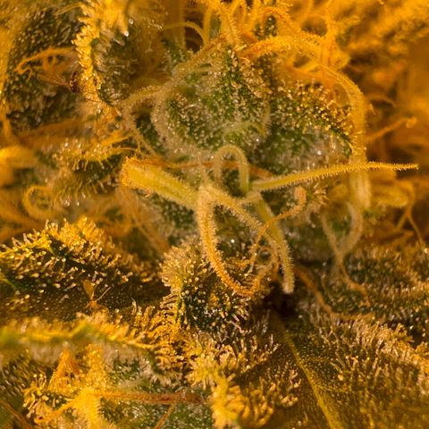Biscotti growlog timeline photo