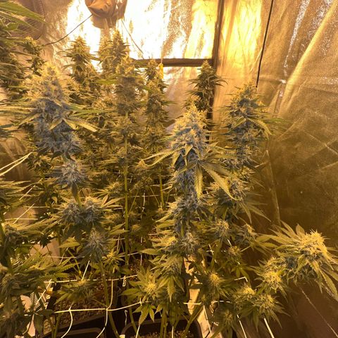 Biscotti growlog timeline photo