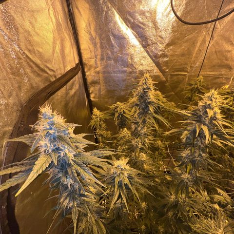 Biscotti growlog timeline photo
