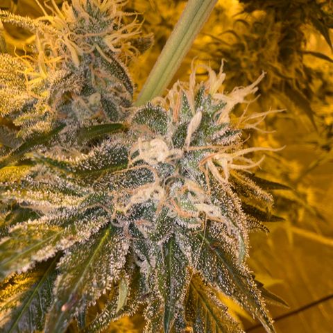 Biscotti growlog timeline photo