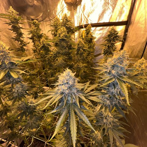 Biscotti growlog timeline photo